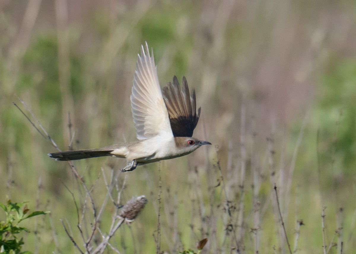 Black-billed Cuckoo - ML578607321