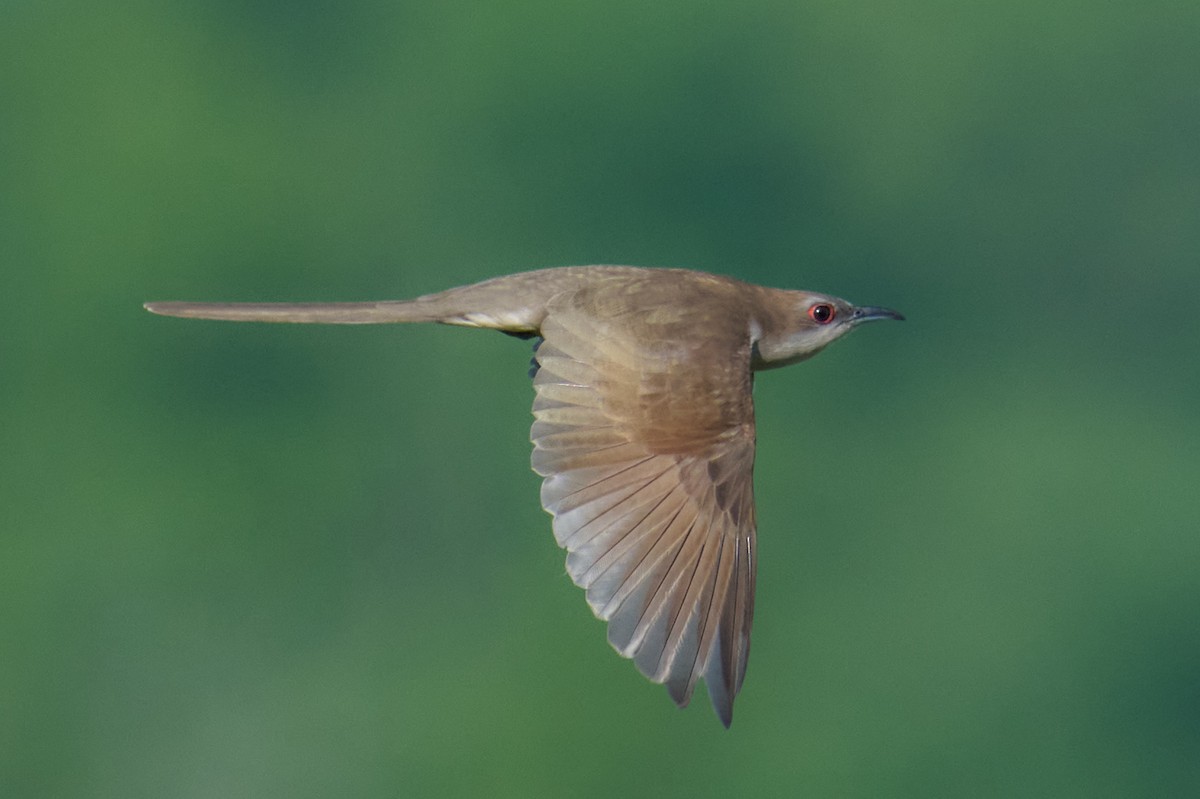 Black-billed Cuckoo - ML578607331