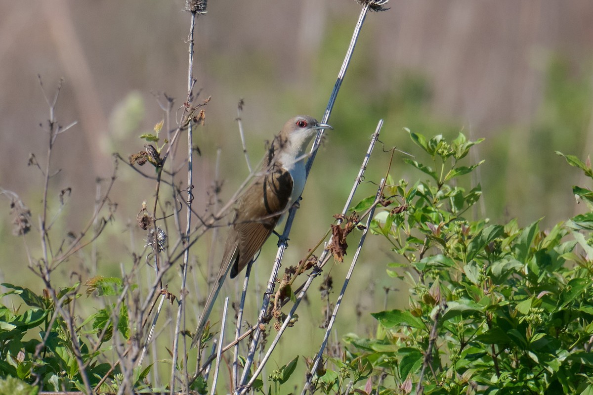 Black-billed Cuckoo - ML578607341