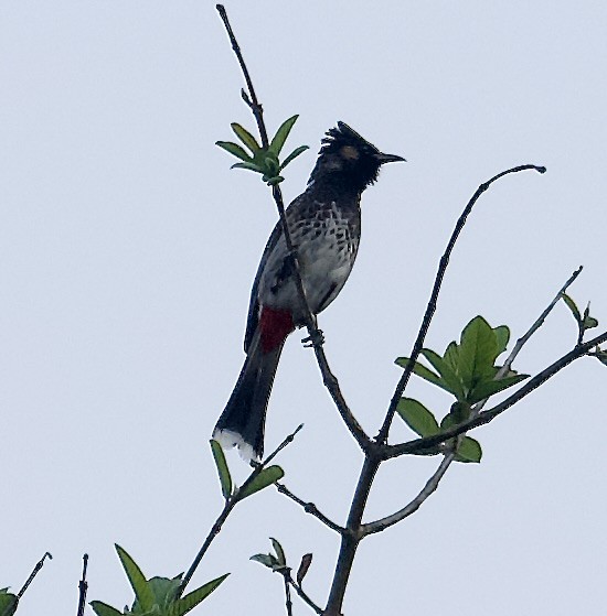 Red-vented Bulbul - ML578607871