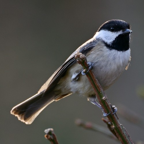 Black-capped Chickadee - ML57860861