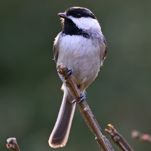 Black-capped Chickadee - ML57860871