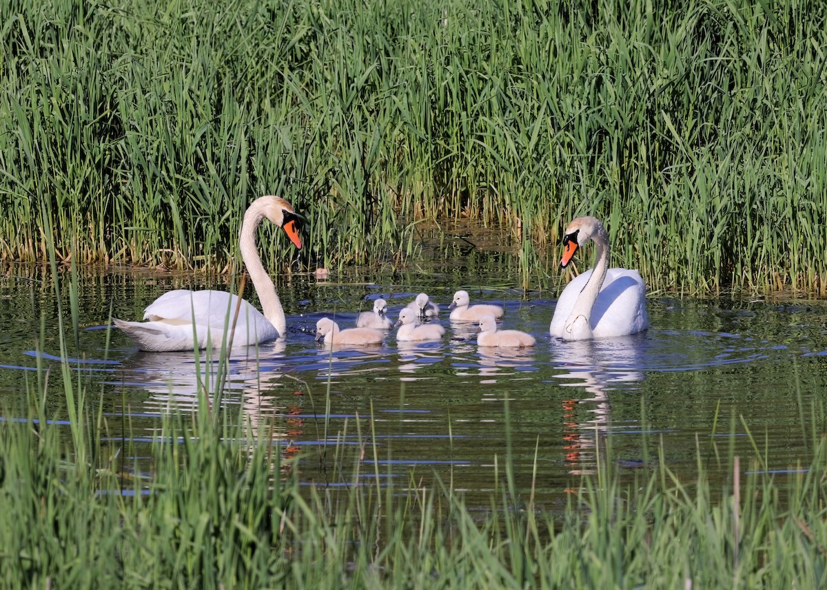 Mute Swan - Ian K Barker