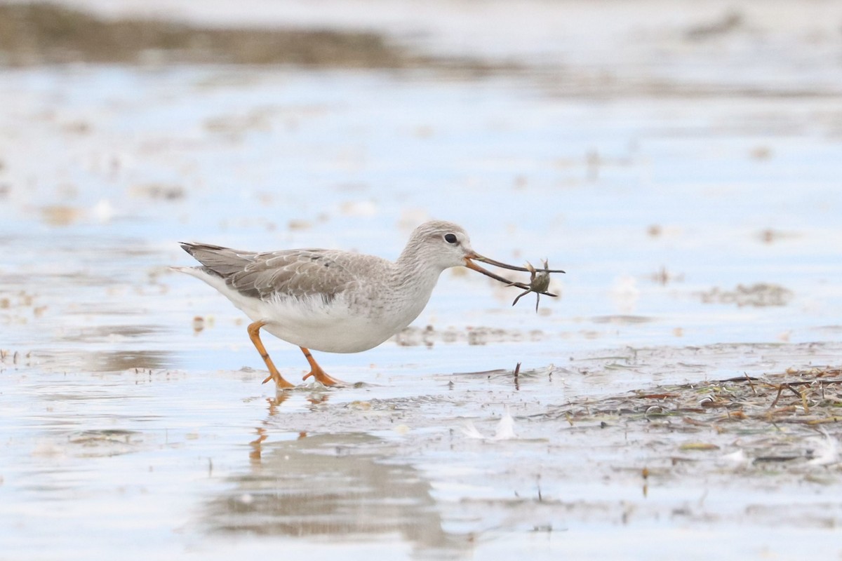 Terek Sandpiper - Bradley Shields