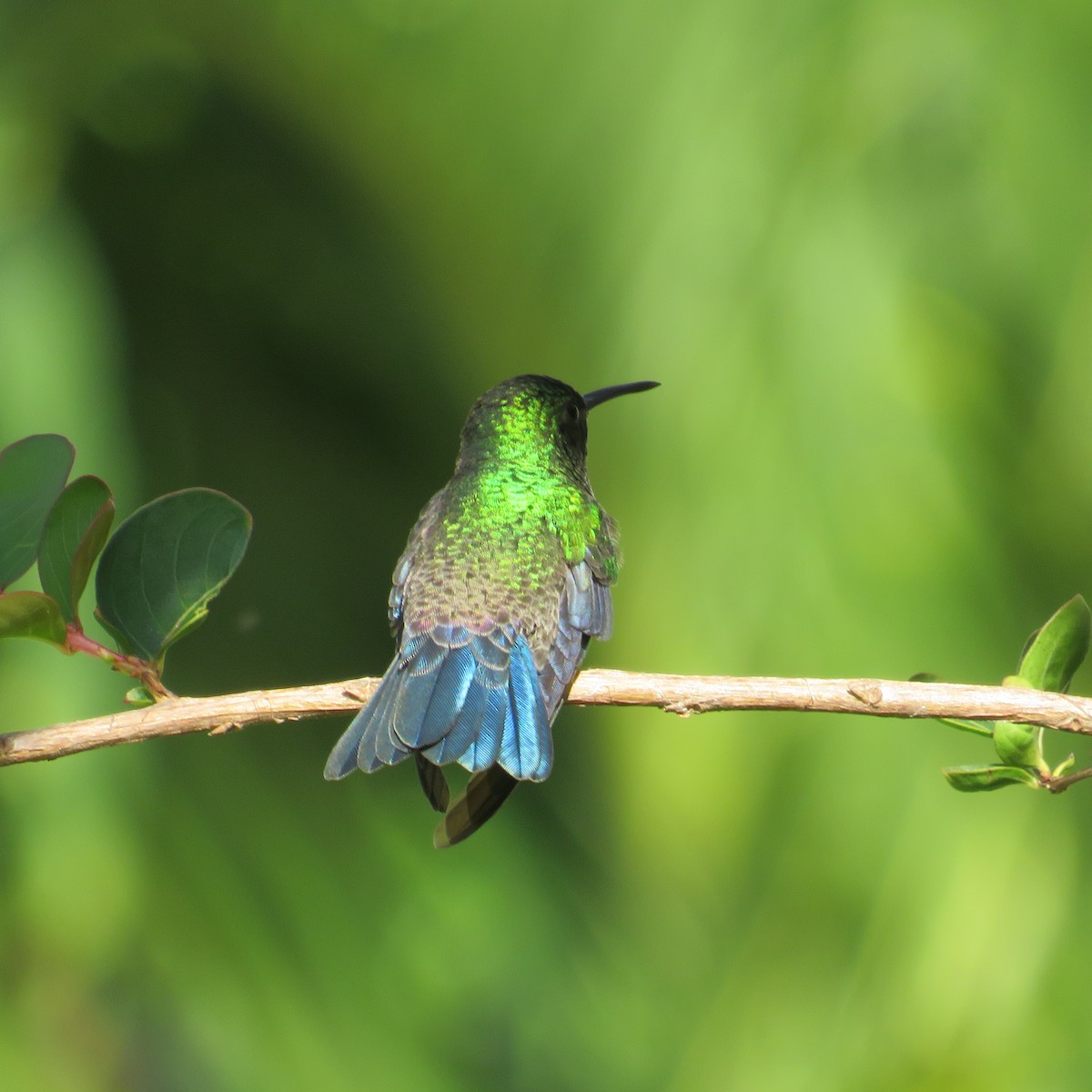 Steely-vented Hummingbird - Vicente Amado Gavidia Medina