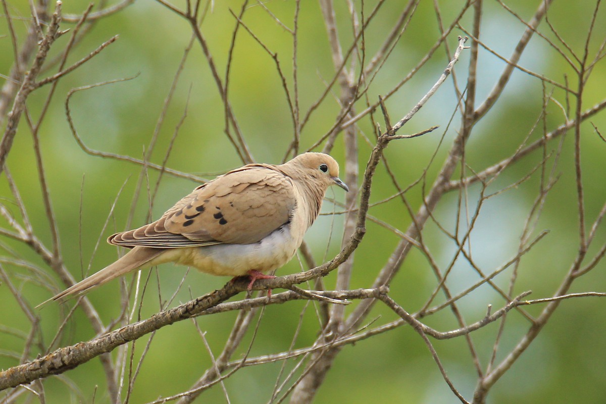 Mourning Dove - Christina Kidd