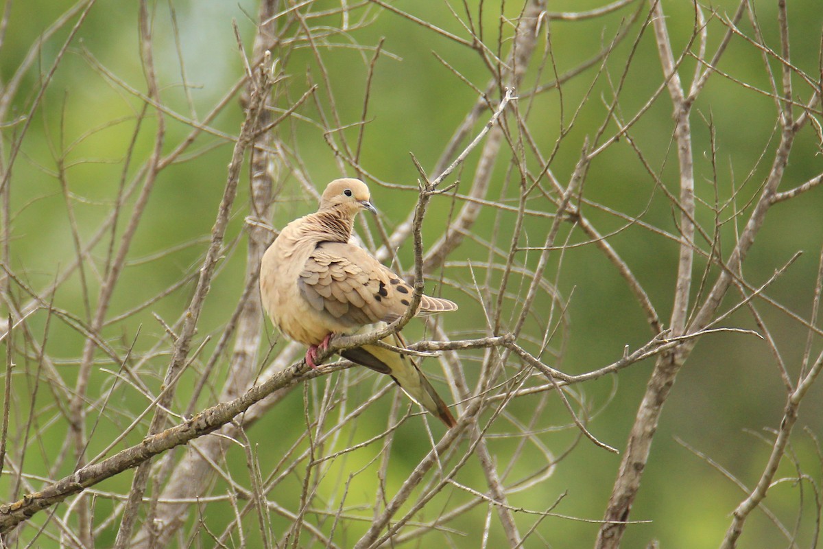 Mourning Dove - Christina Kidd