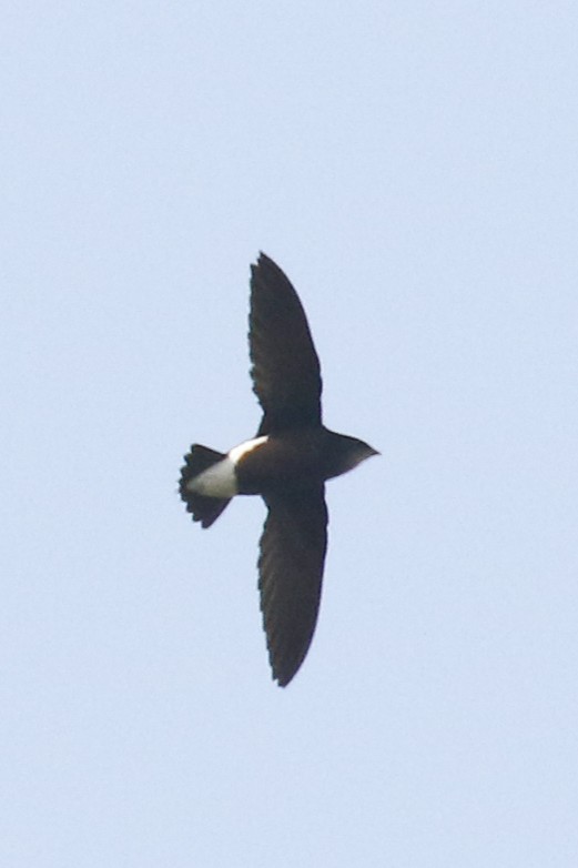 Silver-backed Needletail - Frank Thierfelder