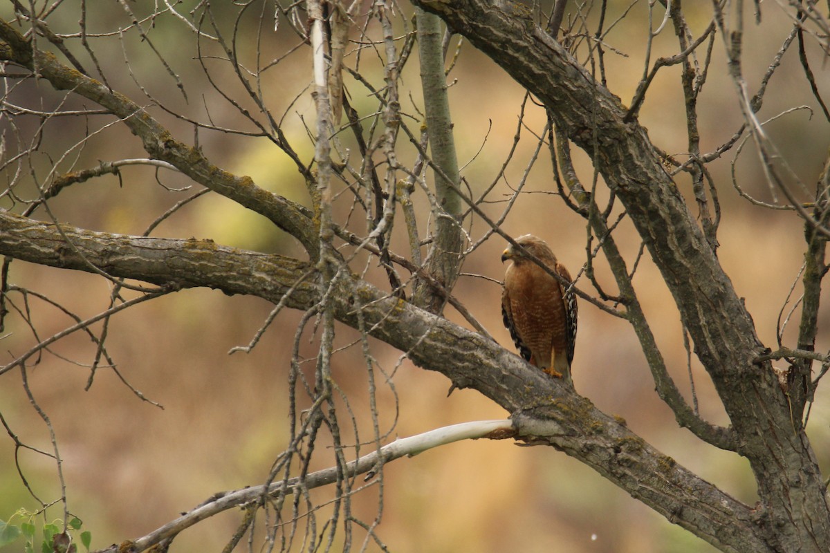 Rotschulterbussard - ML578610161