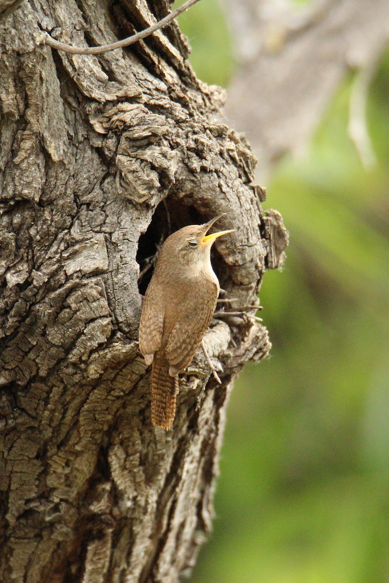 Northern House Wren - Christina Kidd