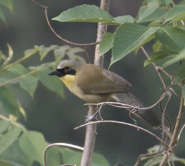 Yellow-throated Laughingthrush - ML578610981