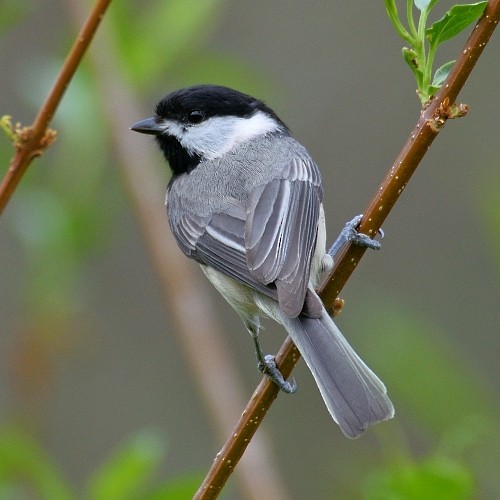 Black-capped Chickadee - ML57861111