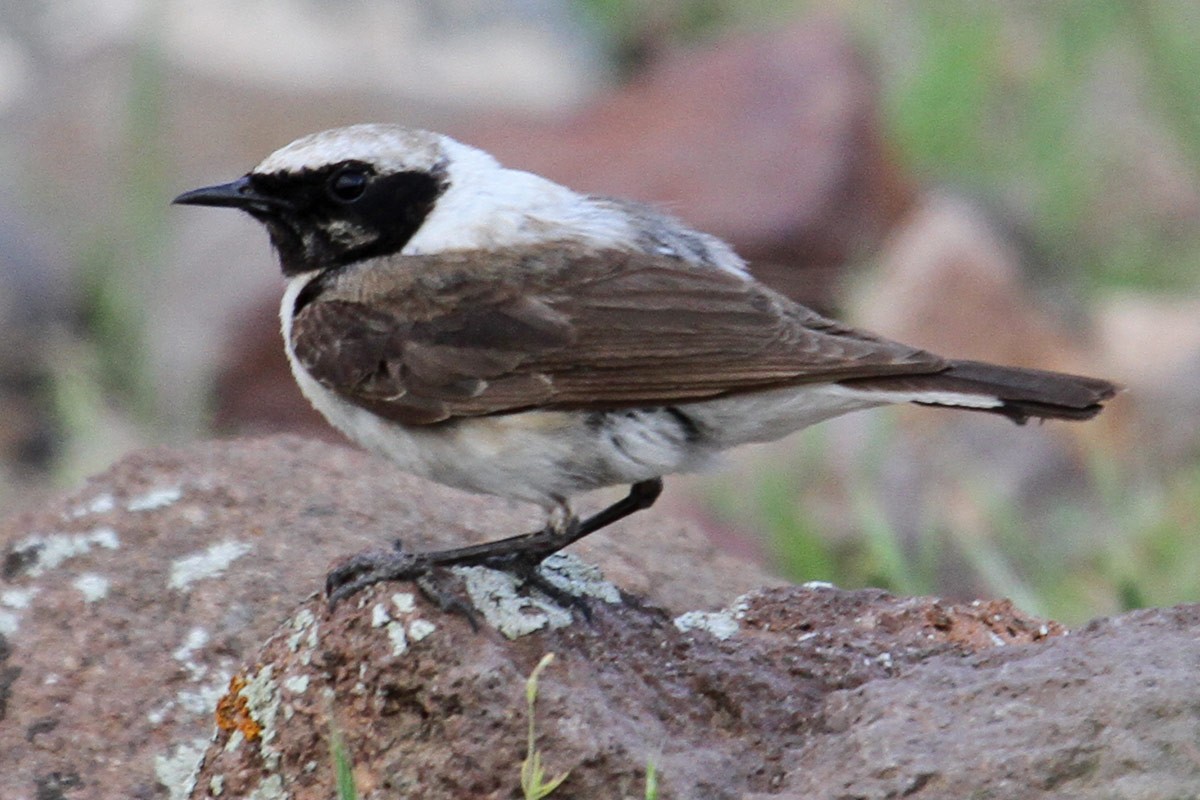 Eastern Black-eared Wheatear - Asghar Mohammadi Nasrabadi