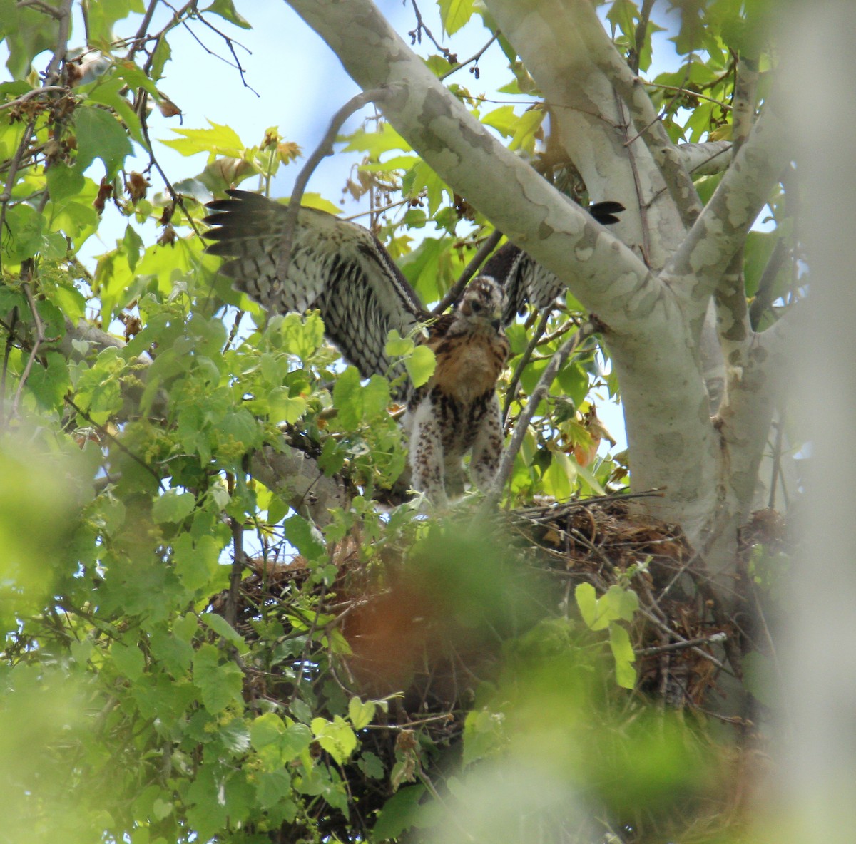 Red-shouldered Hawk - ML578611301