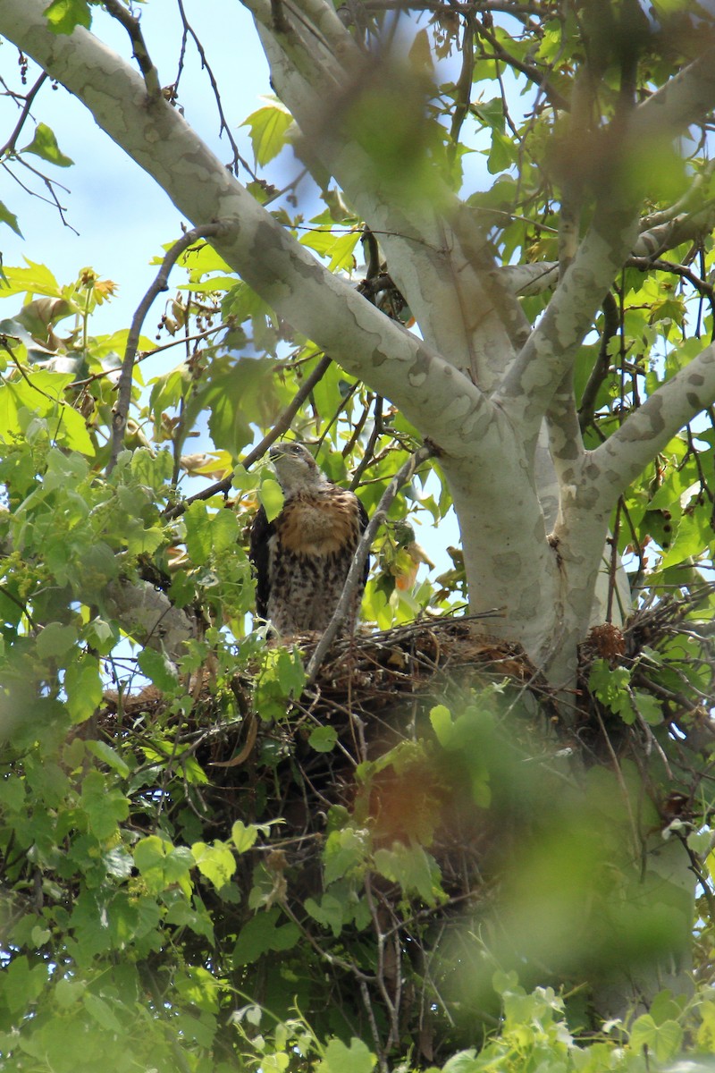 Red-shouldered Hawk - ML578611311