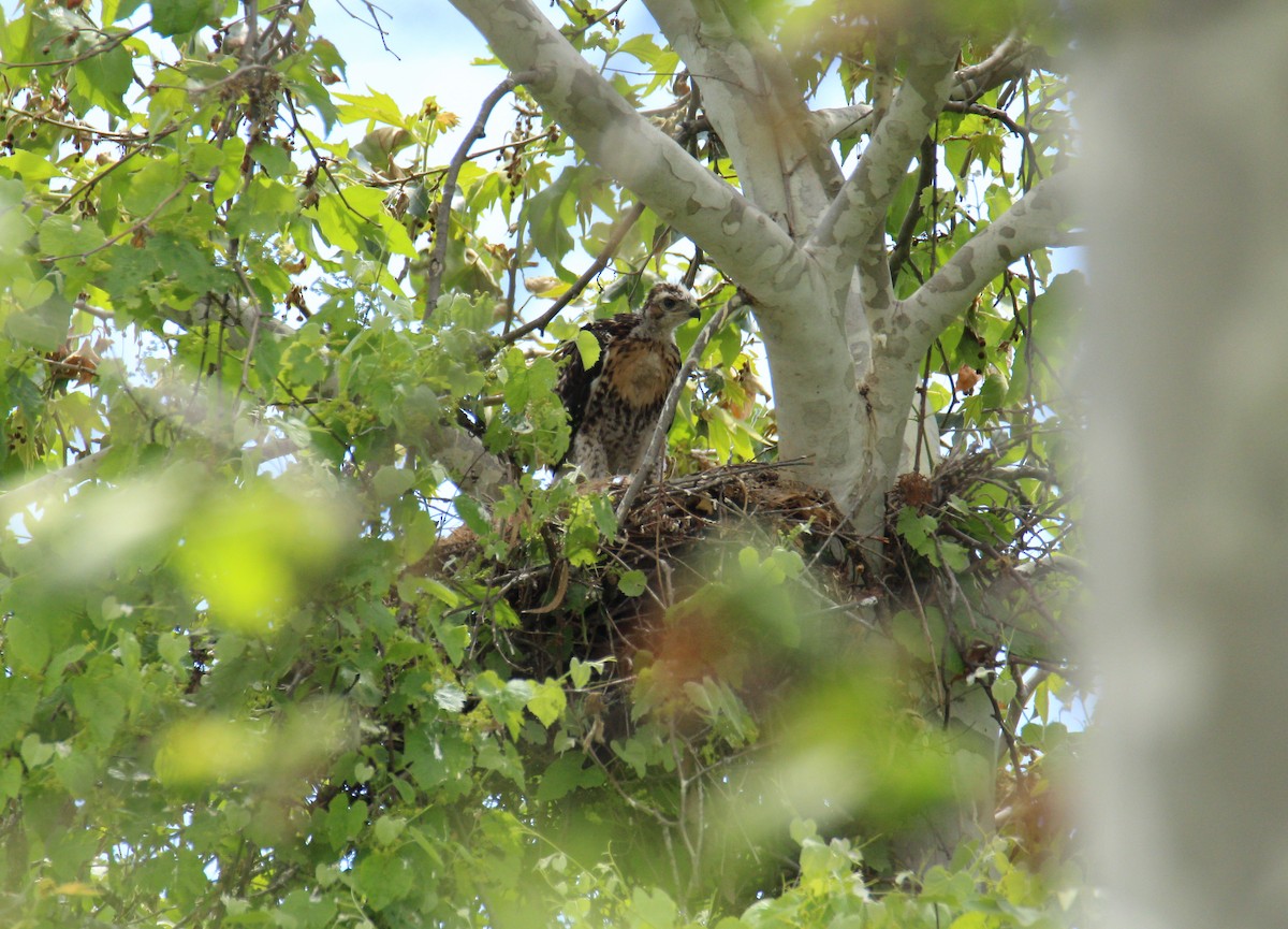 Red-shouldered Hawk - Christina Kidd