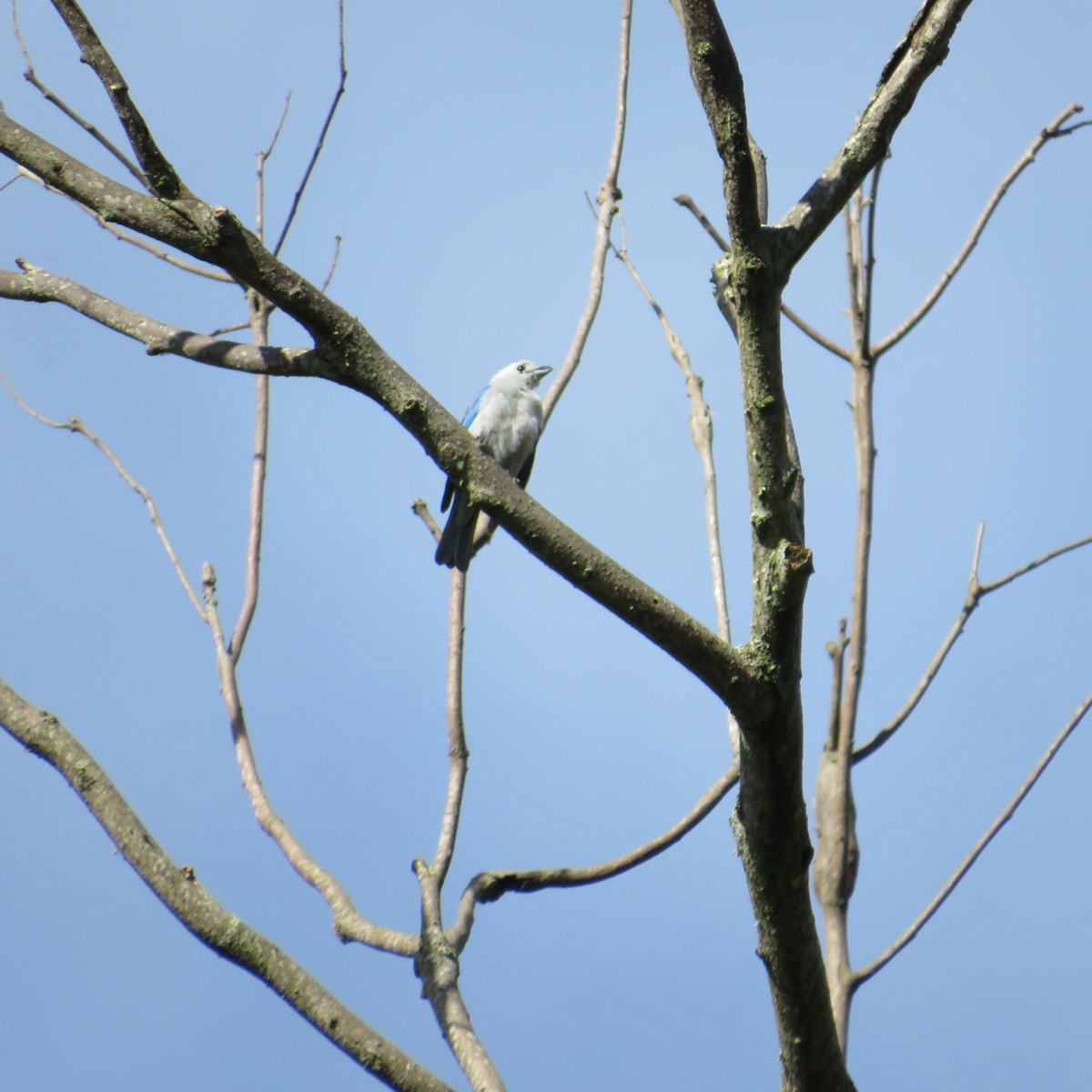 Blue-gray Tanager - ML578611331