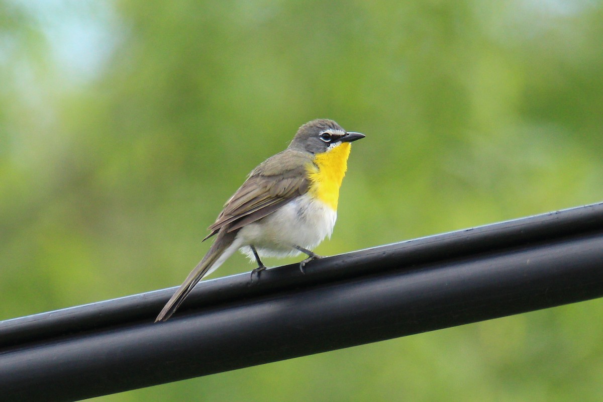 Yellow-breasted Chat - ML578611861