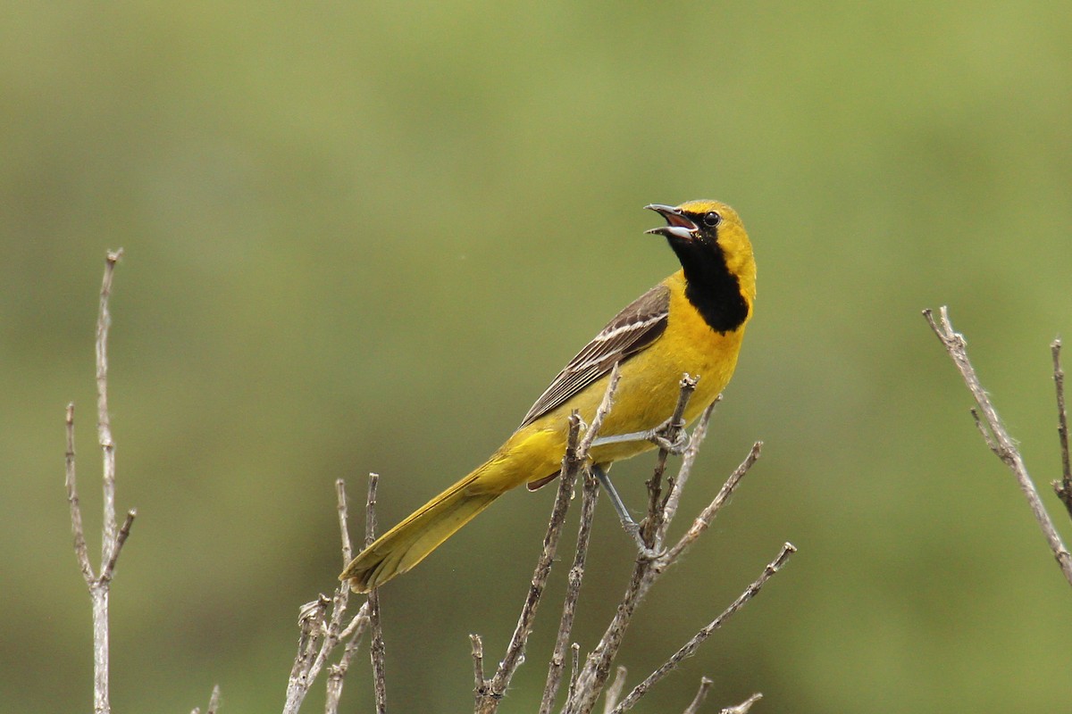 Hooded Oriole - ML578612101