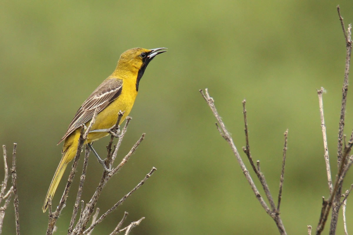 Hooded Oriole - ML578612121