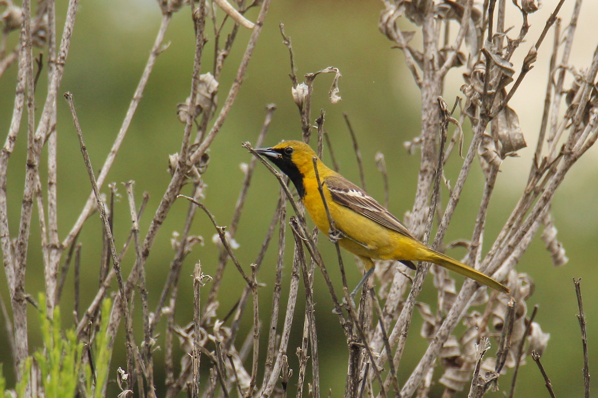 Hooded Oriole - ML578612191