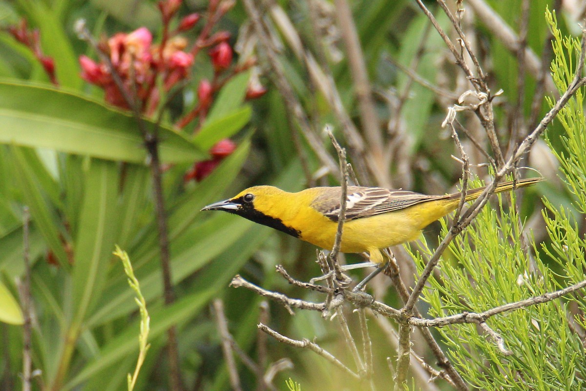 Hooded Oriole - ML578612201