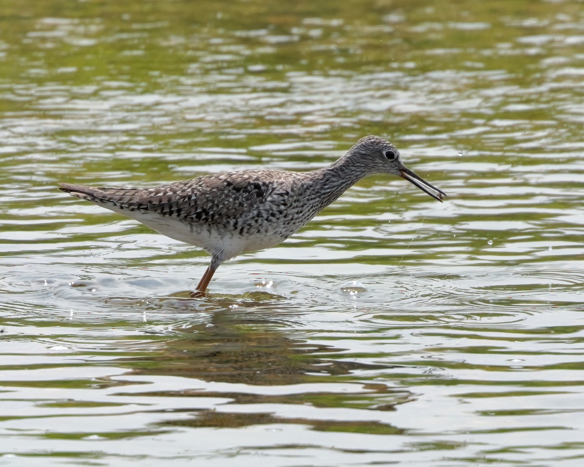 Greater Yellowlegs - ML578612871
