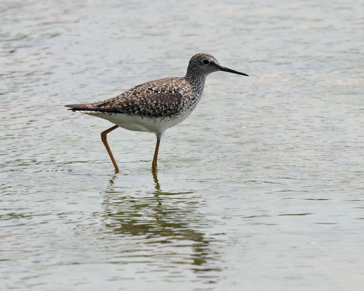 Lesser Yellowlegs - ML578612961