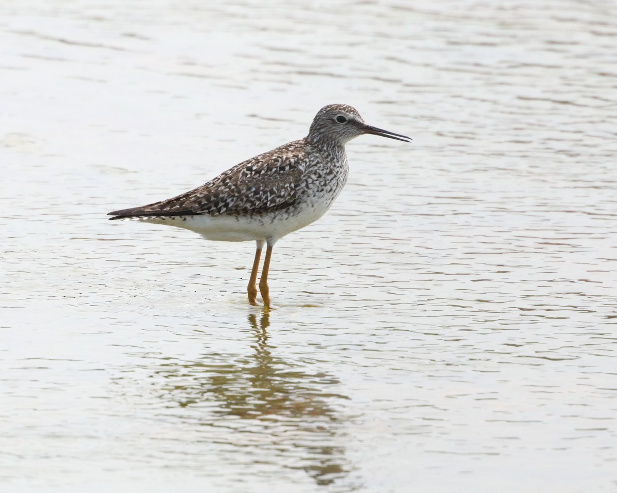 Lesser Yellowlegs - ML578613021