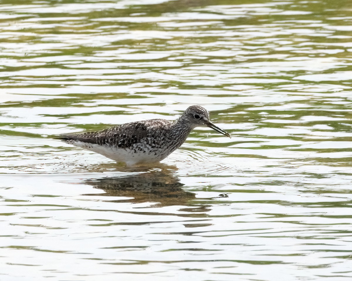 Lesser Yellowlegs - ML578613061