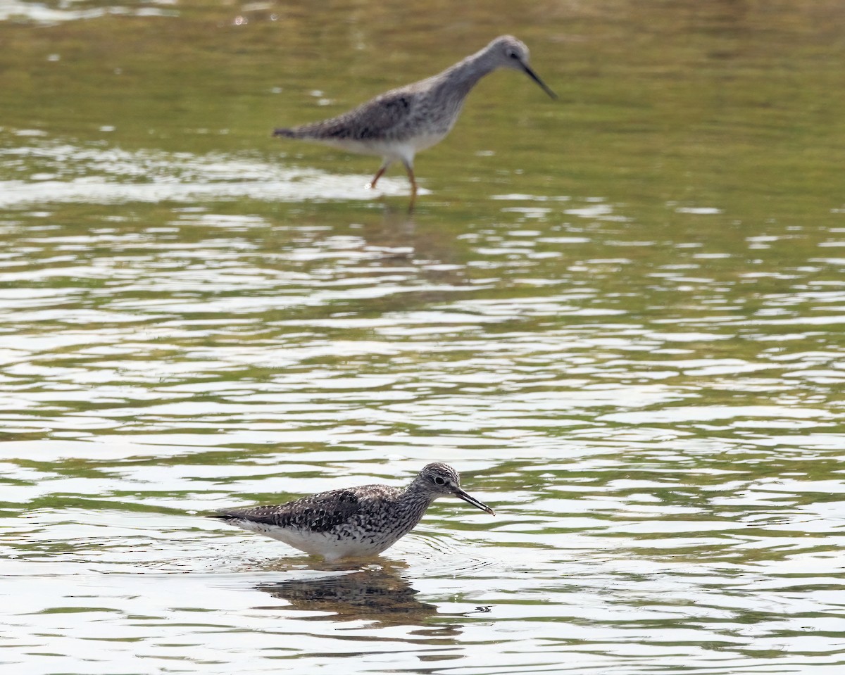 Lesser Yellowlegs - ML578613081