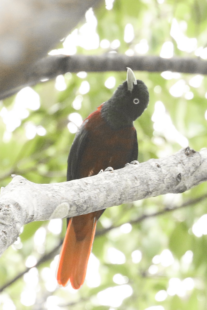 Maroon Oriole - ML578613141