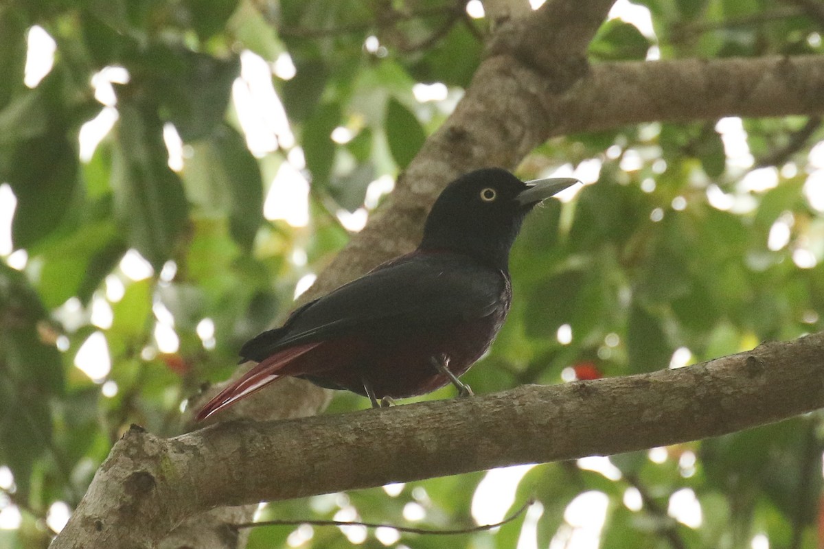 Maroon Oriole - ML578613301