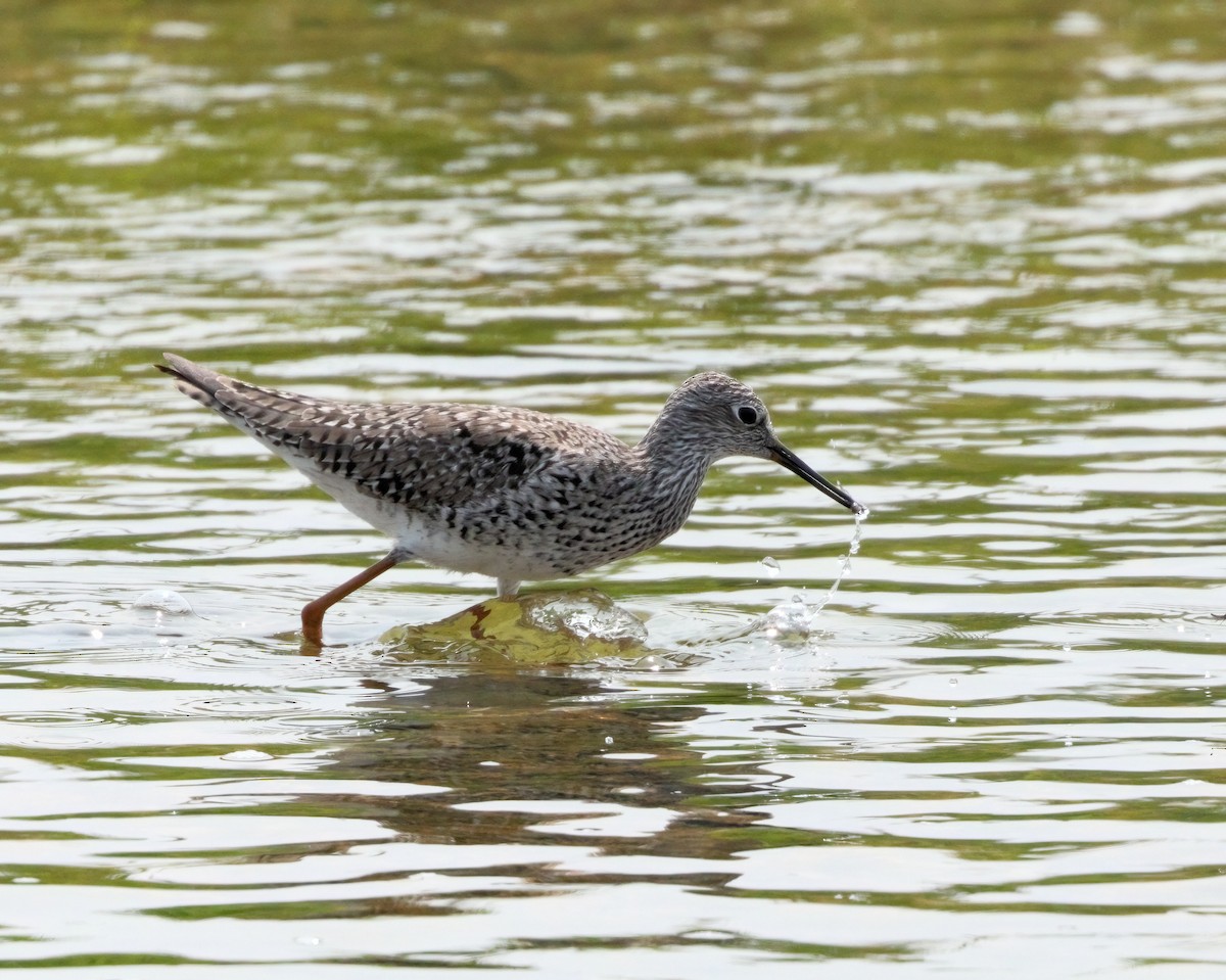 Greater Yellowlegs - ML578613361