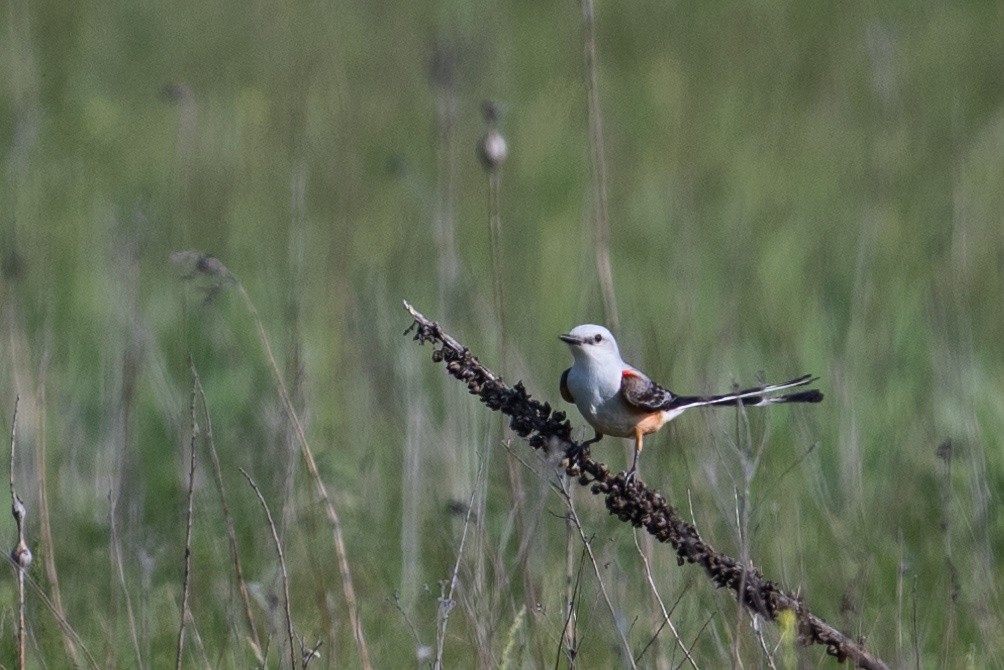 Scissor-tailed Flycatcher - ML578613371