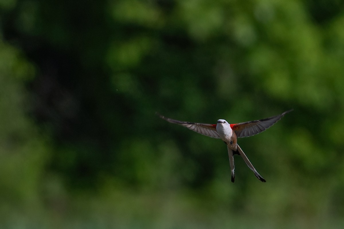 Scissor-tailed Flycatcher - ML578613391