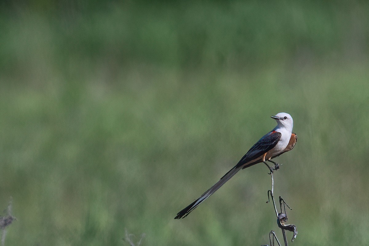 Scissor-tailed Flycatcher - ML578613411