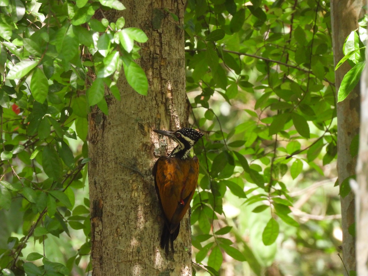 Greater Flameback - ML578613421