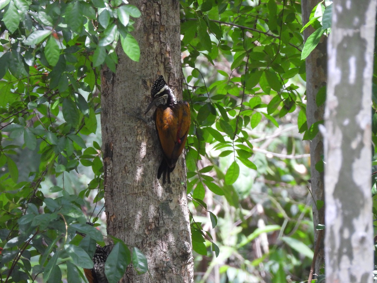 Greater Flameback - ML578613431