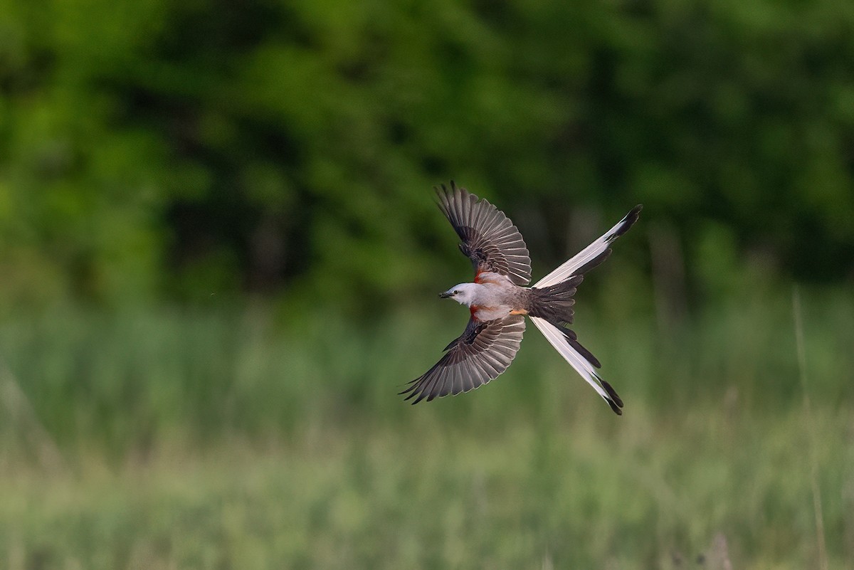 Scissor-tailed Flycatcher - ML578613461