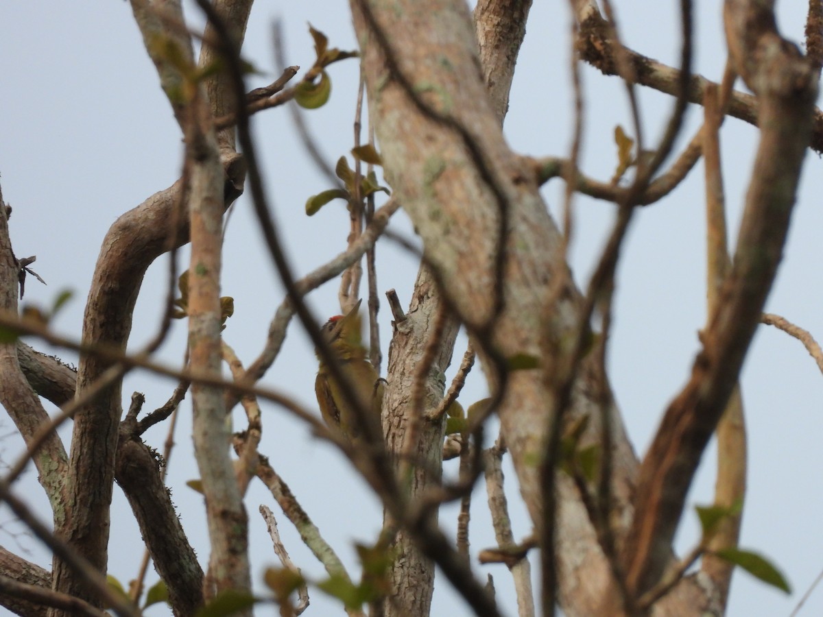 Gray-headed Woodpecker - Paphawadee Duangta