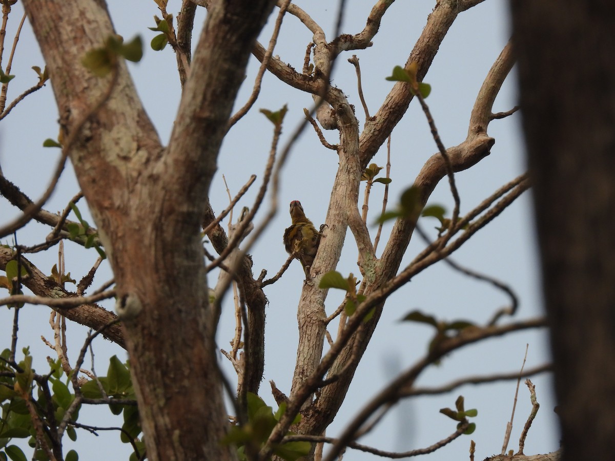 Gray-headed Woodpecker - ML578613481