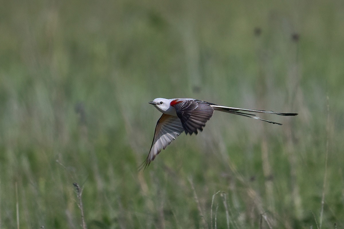 Scissor-tailed Flycatcher - ML578613491