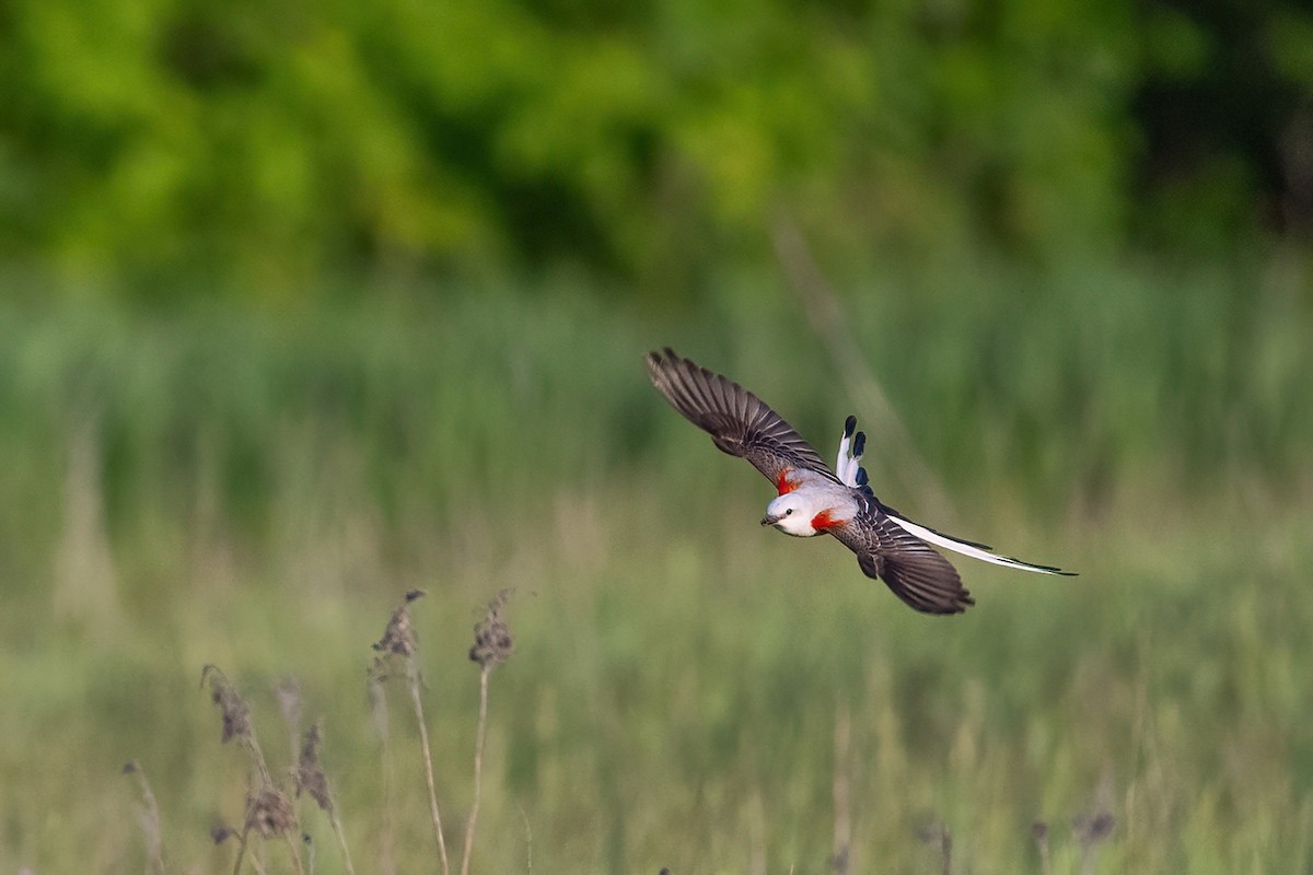 Scissor-tailed Flycatcher - ML578613501