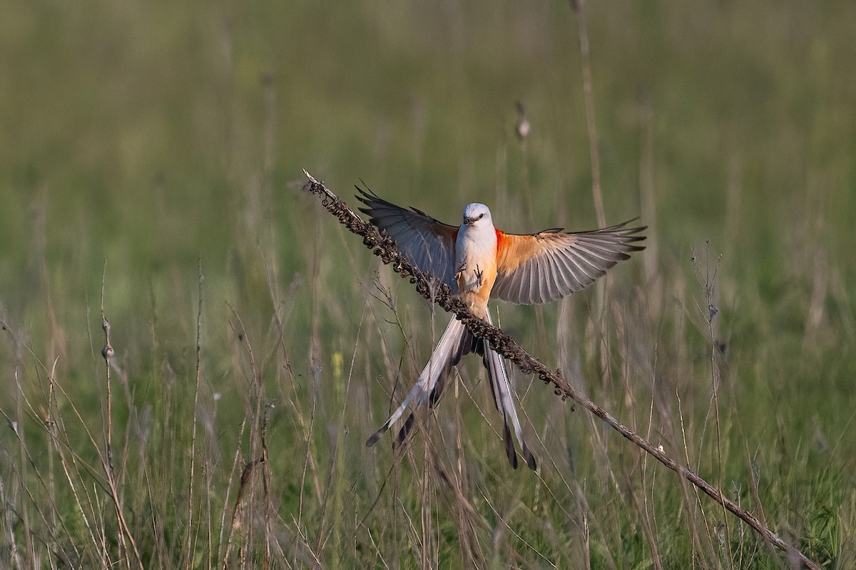 Scissor-tailed Flycatcher - ML578613531