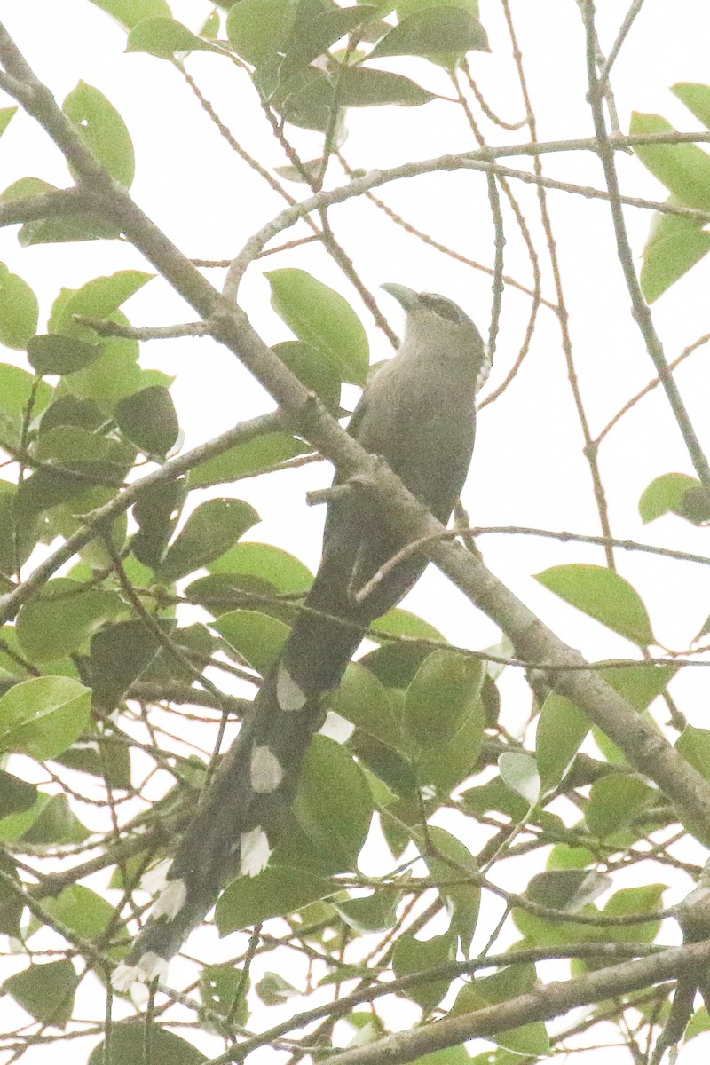 Green-billed Malkoha - ML578613781