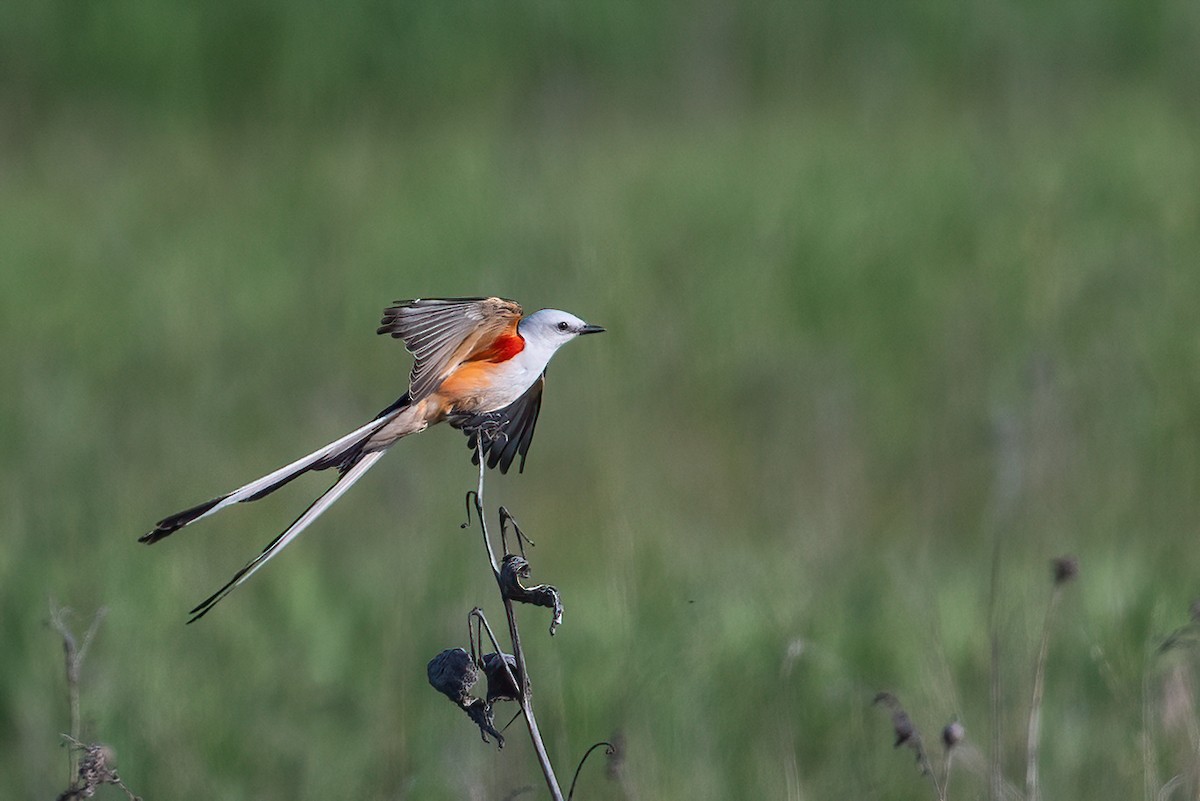 Scissor-tailed Flycatcher - ML578613911