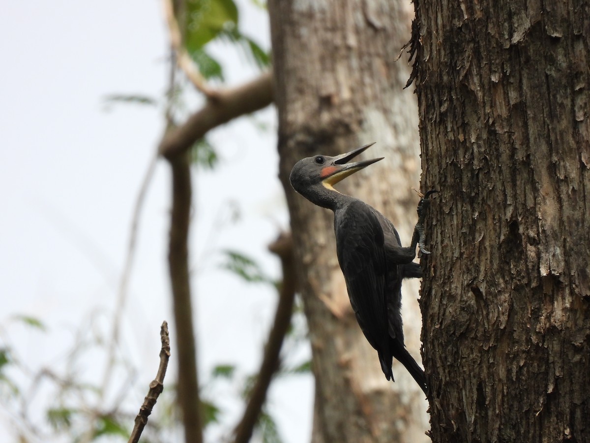 Great Slaty Woodpecker - ML578614021