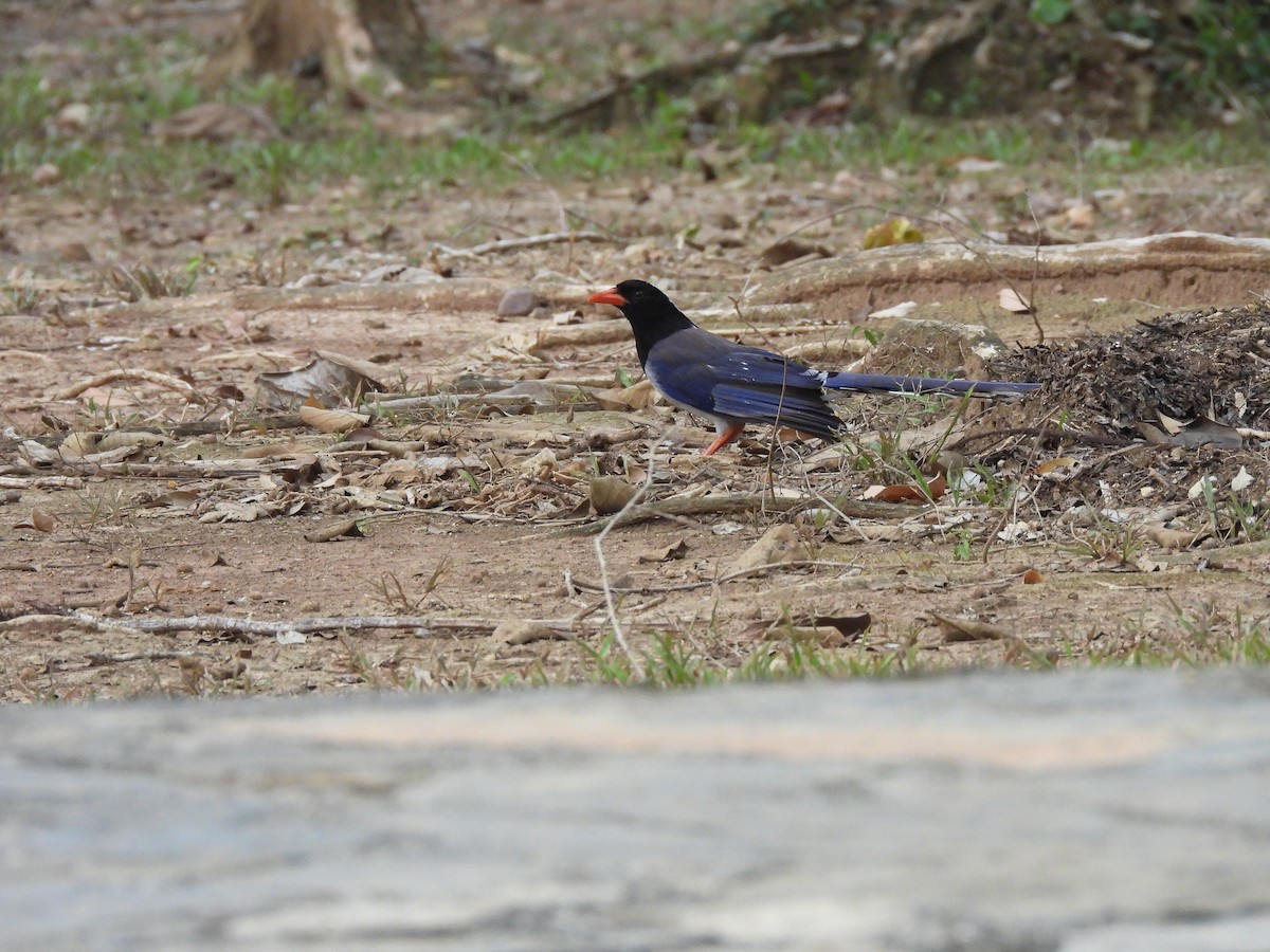 Red-billed Blue-Magpie - ML578614641