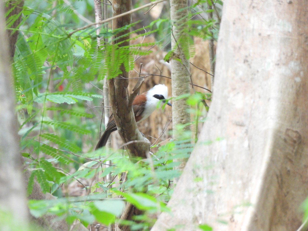 White-crested Laughingthrush - ML578614671